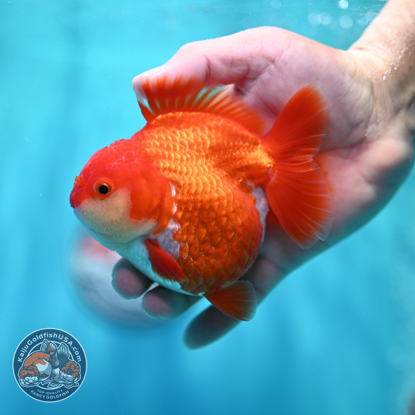 Shogun Red White Oranda 4 inch Body (260522_OR10)