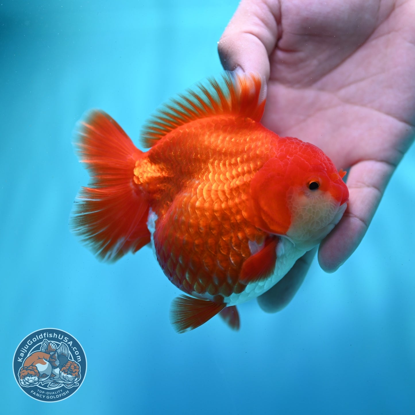 Shogun Red White Oranda 4 inch Body (260522_OR10)