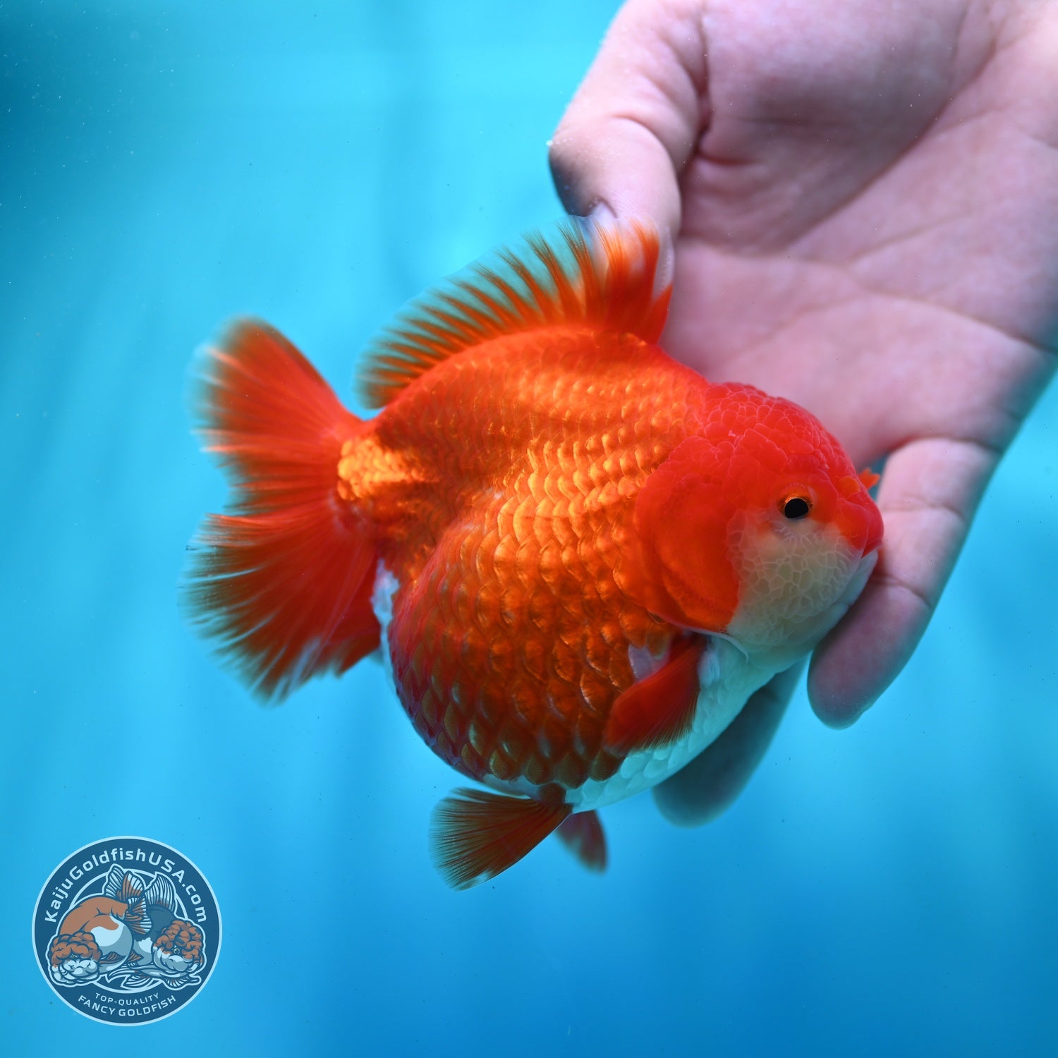 Shogun Red White Oranda 4 inch Body (260522_OR10)