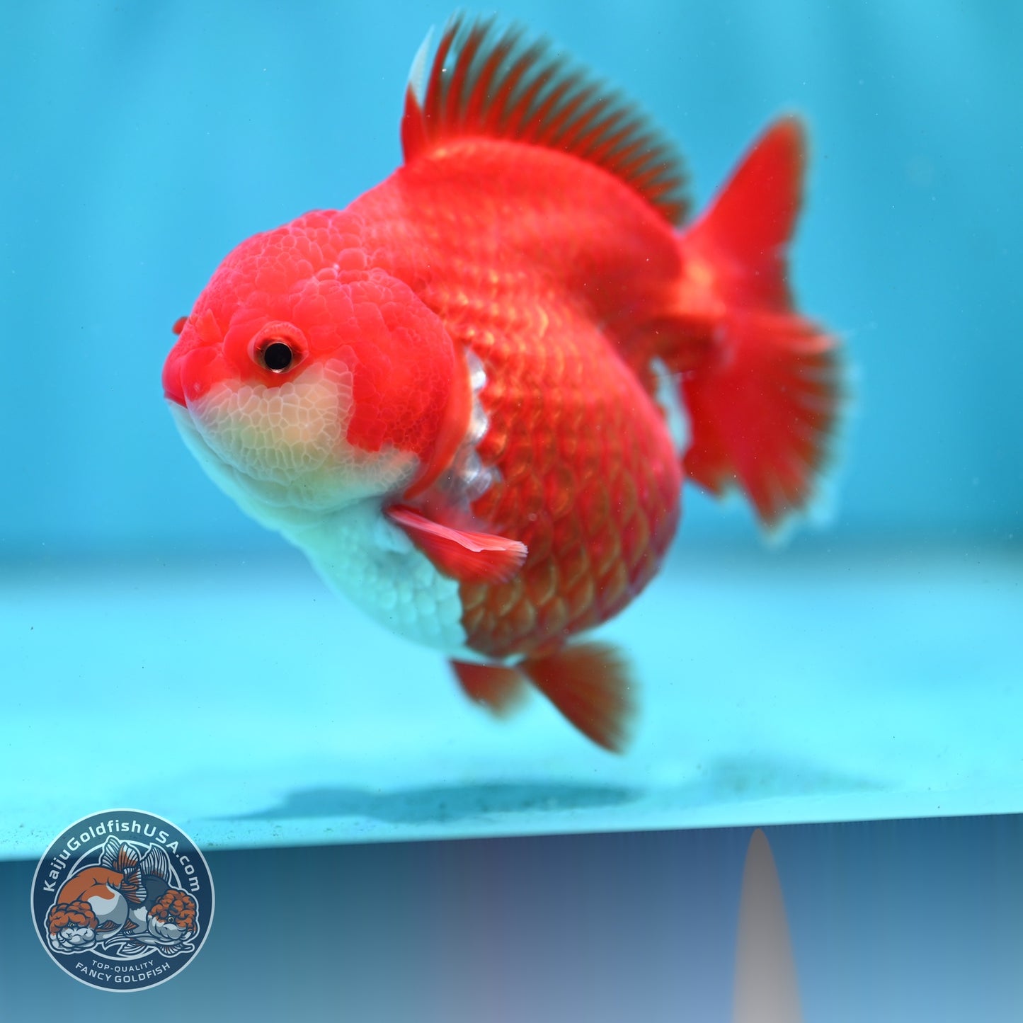 Shogun Red White Oranda 4 inch Body (260522_OR10)