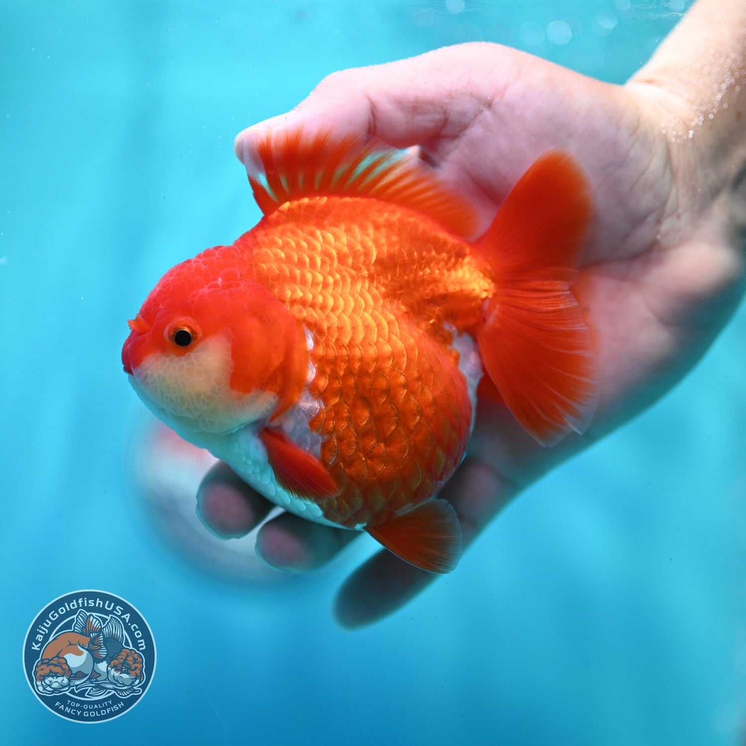 Shogun Red White Oranda 4 inch Body (260522_OR10)
