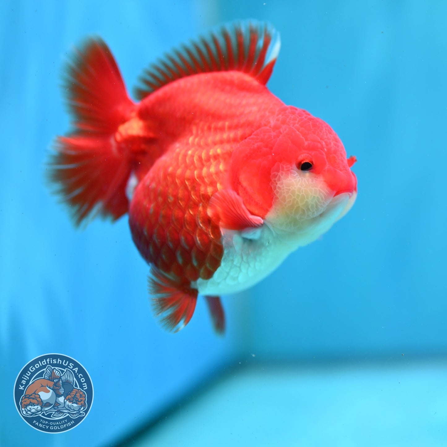 Shogun Red White Oranda 4 inch Body (260522_OR10)