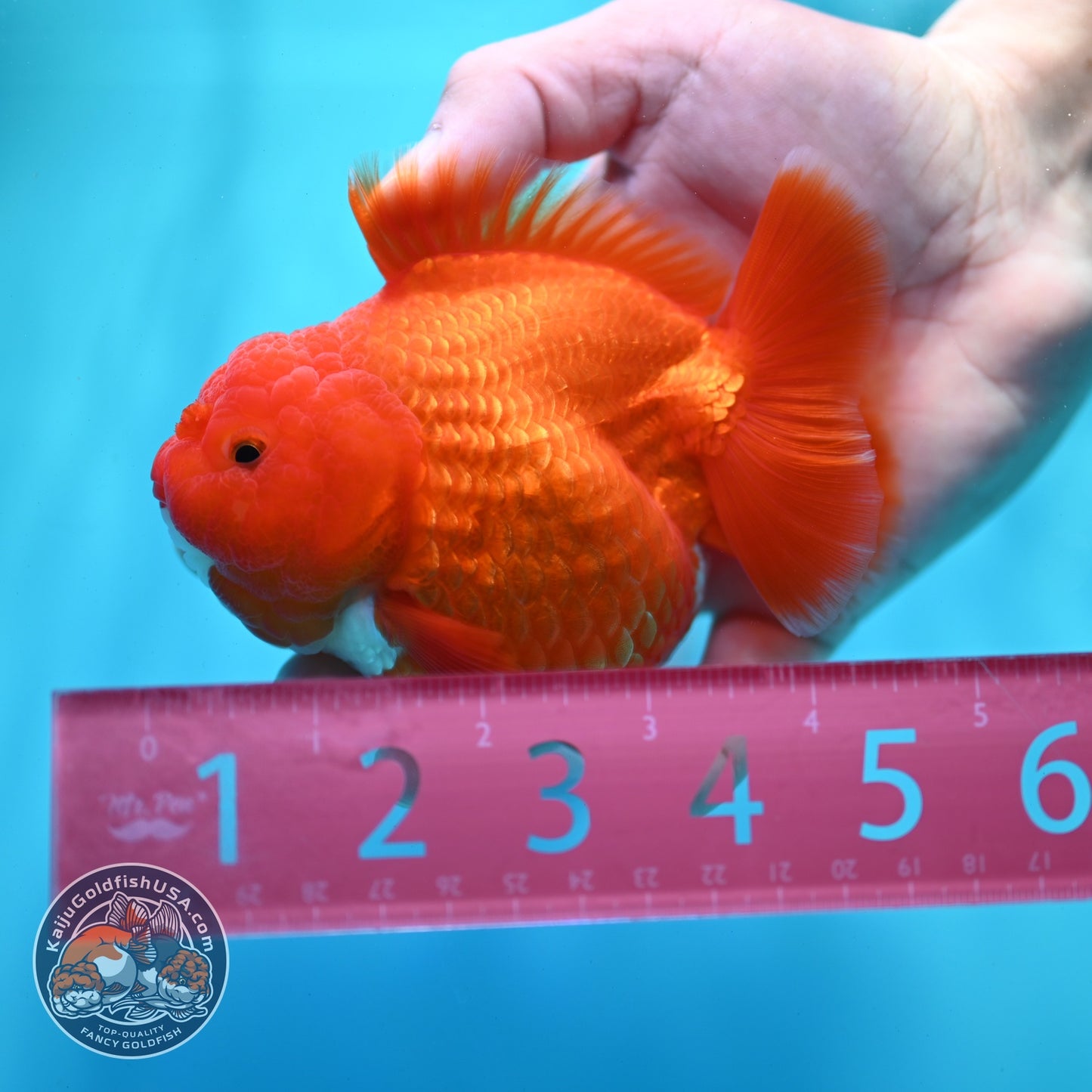Shogun Red White Oranda 4 inch Body (260522_OR12)