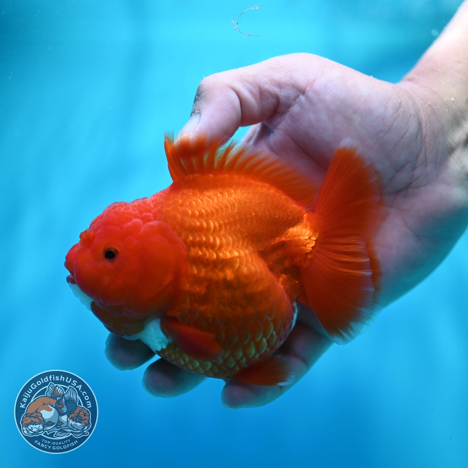 Shogun Red White Oranda 4 inch Body (260522_OR12)