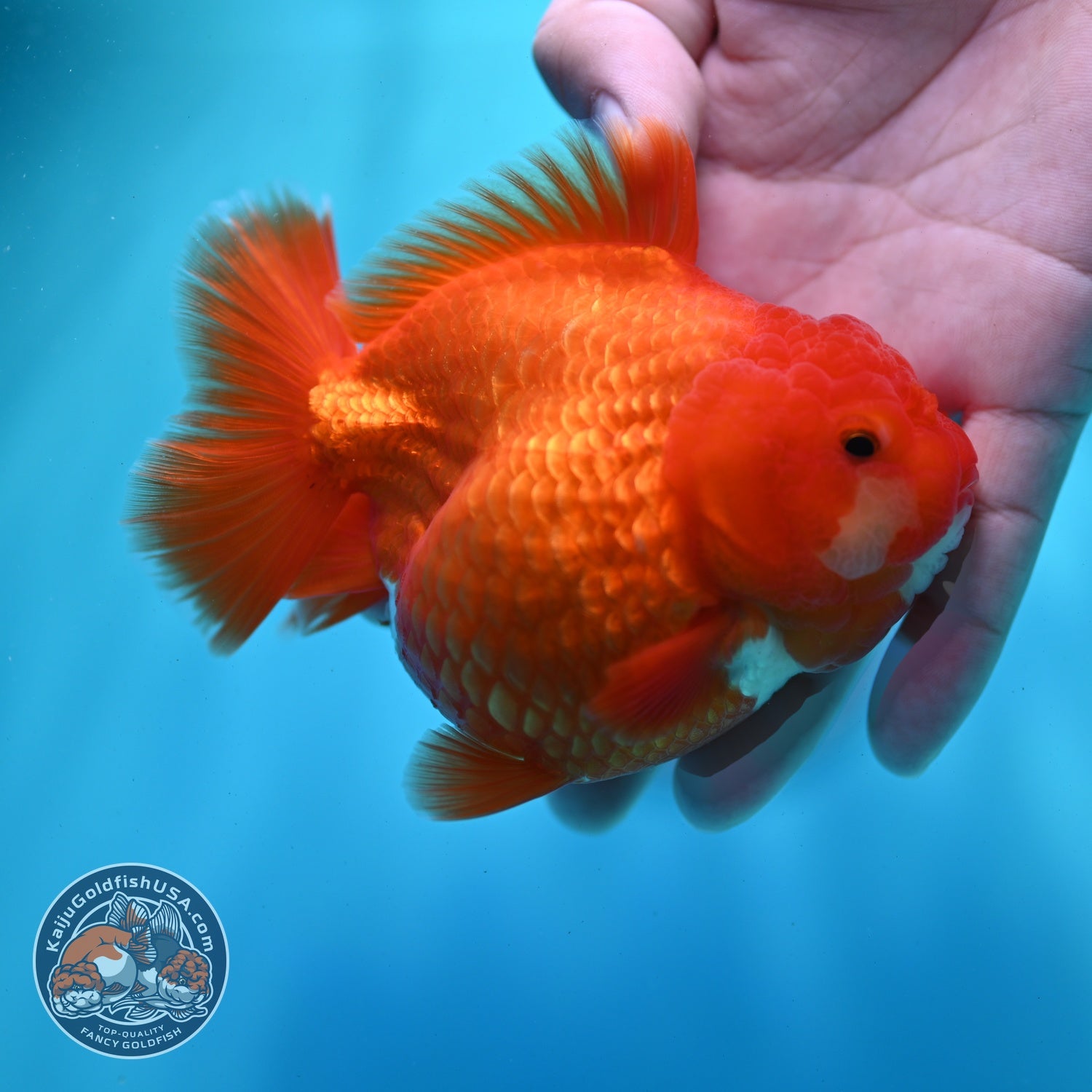 Shogun Red White Oranda 4 inch Body (260522_OR12)