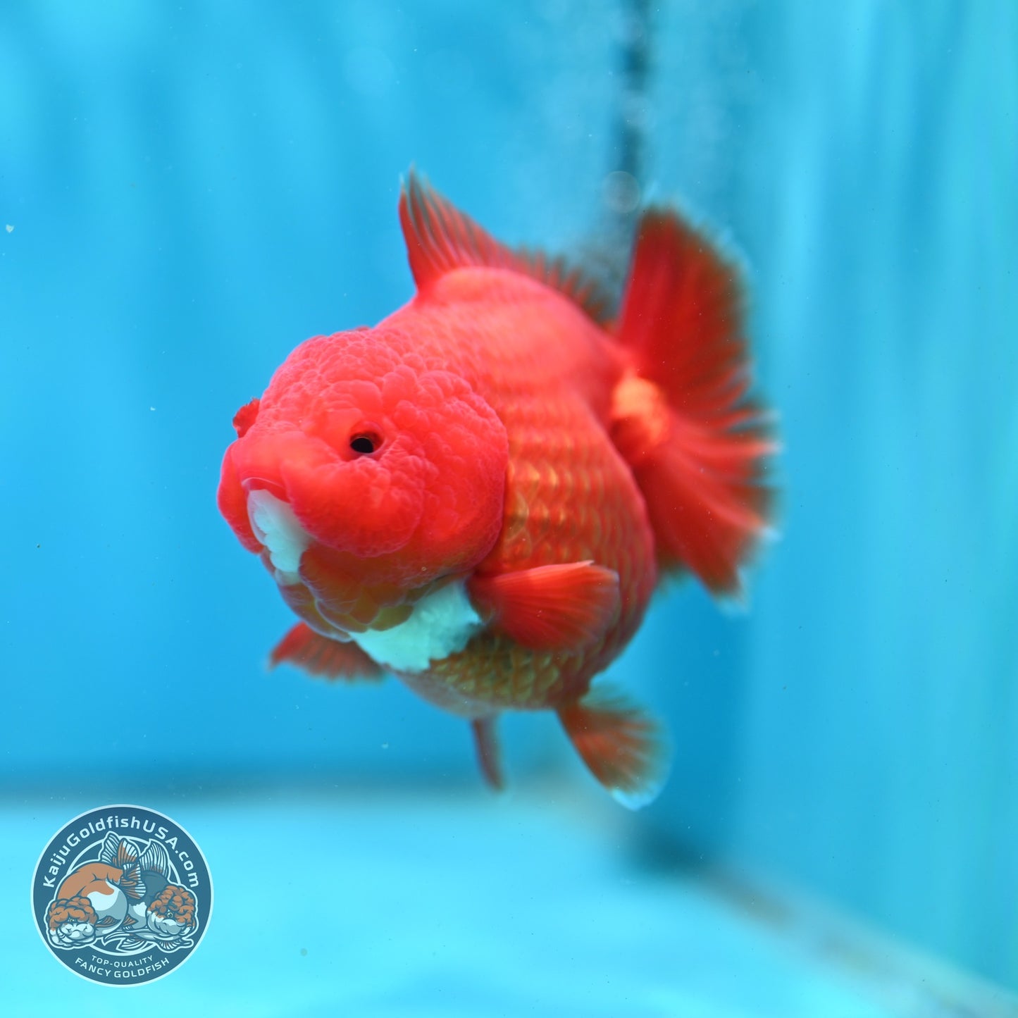 Shogun Red White Oranda 4 inch Body (260522_OR12)