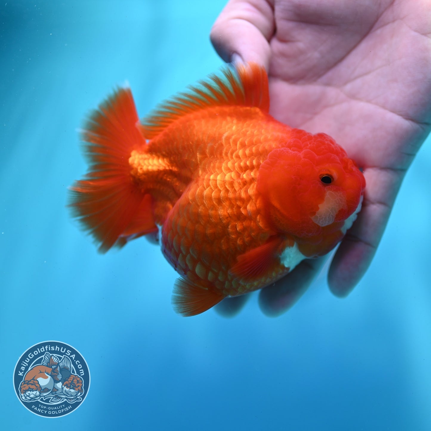 Shogun Red White Oranda 4 inch Body (260522_OR12)