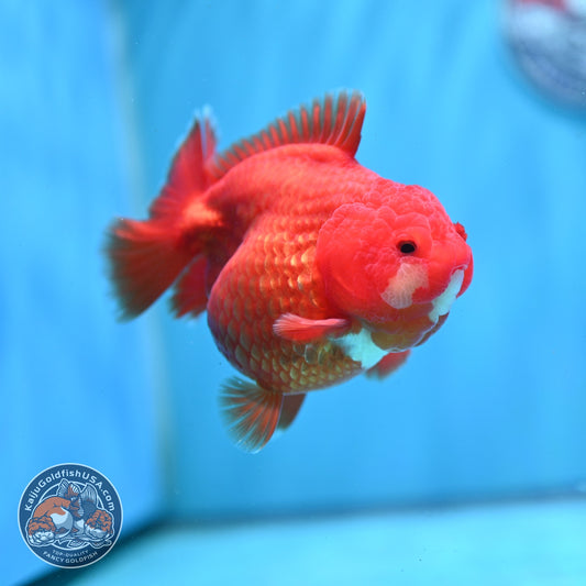 Shogun Red White Oranda 4 inch Body (260522_OR12)