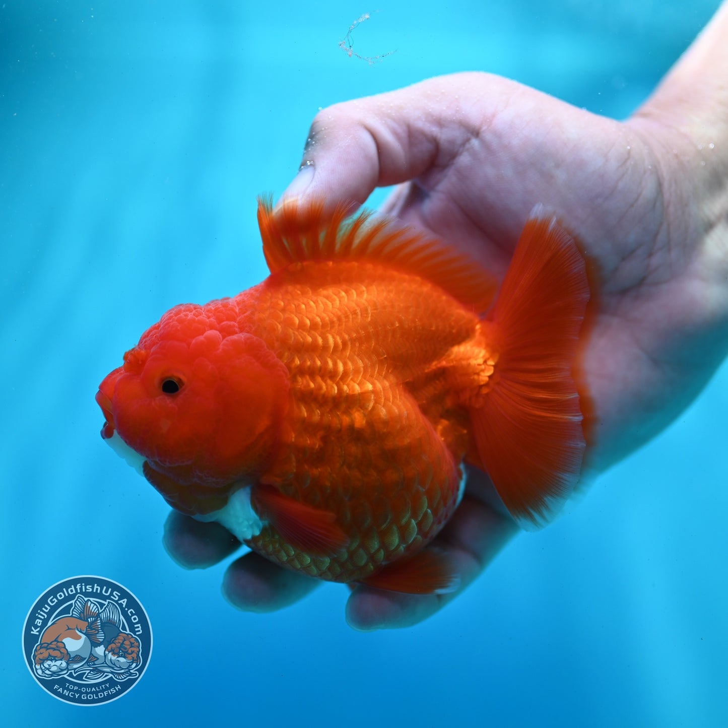 Shogun Red White Oranda 4 inch Body (260522_OR12)