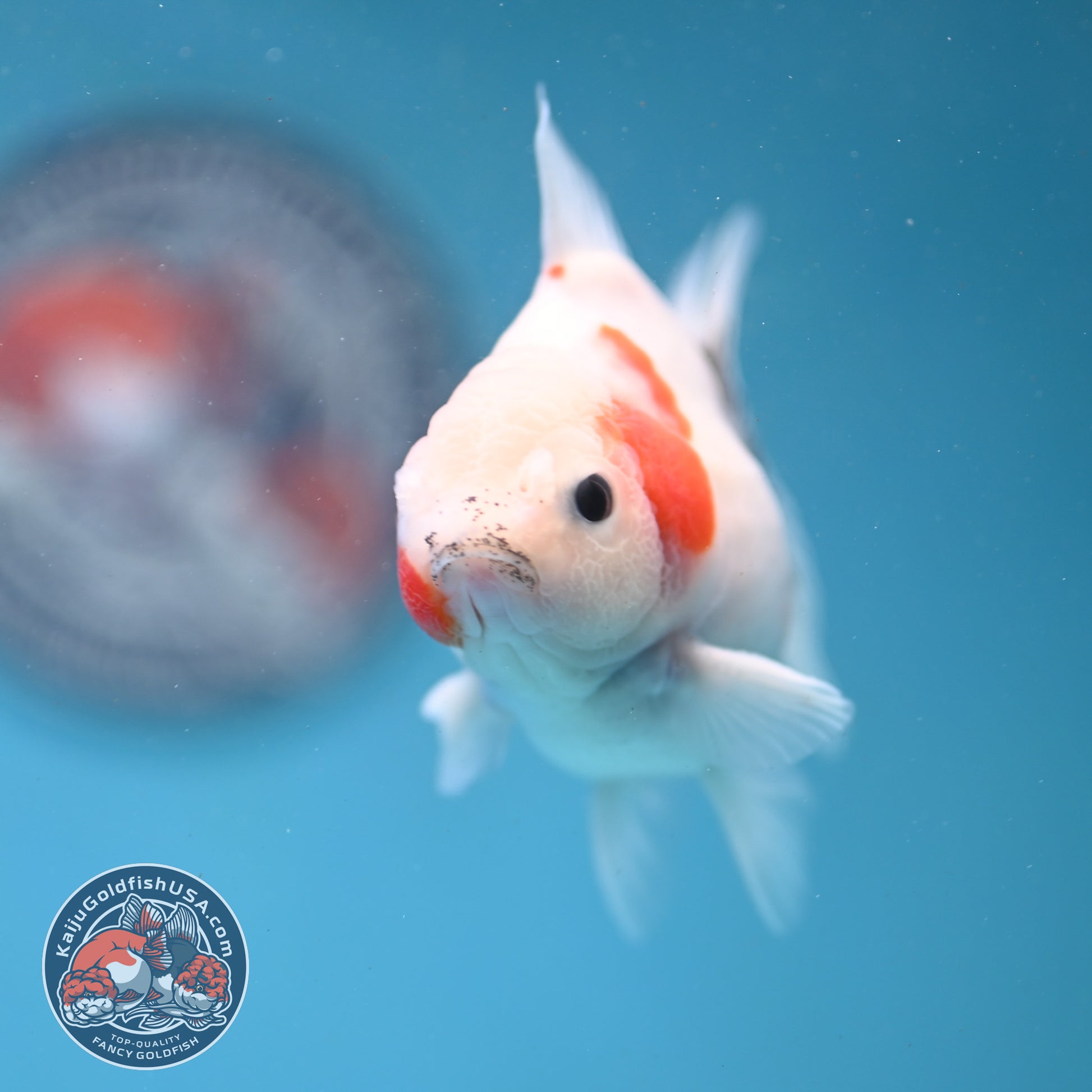 Shogun Sakura Oranda 3 inch Body (260123_OR11)