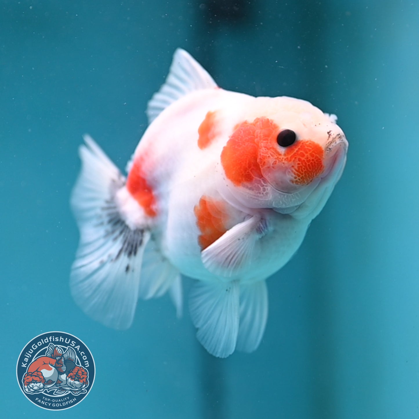Shogun Sakura Oranda 3 inch Body (260123_OR11)