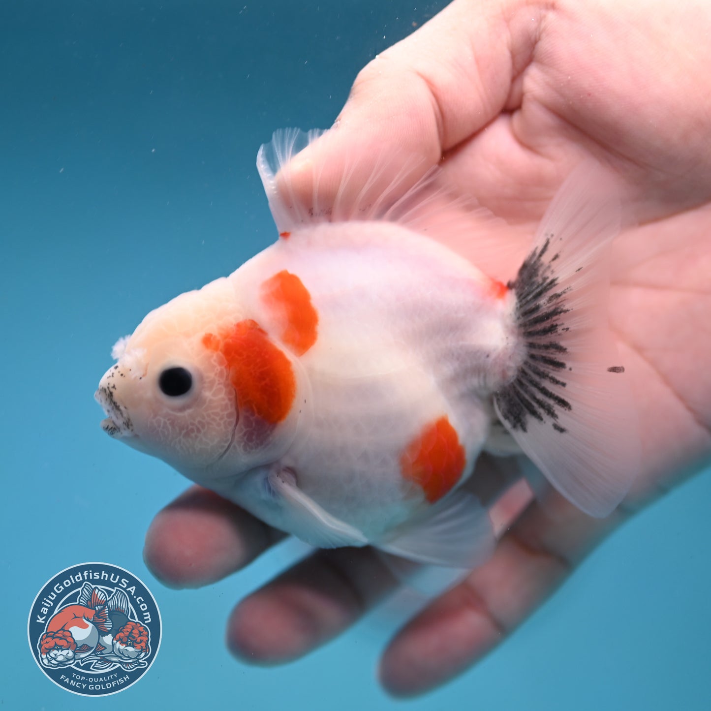 Shogun Sakura Oranda 3 inch Body (260123_OR11)