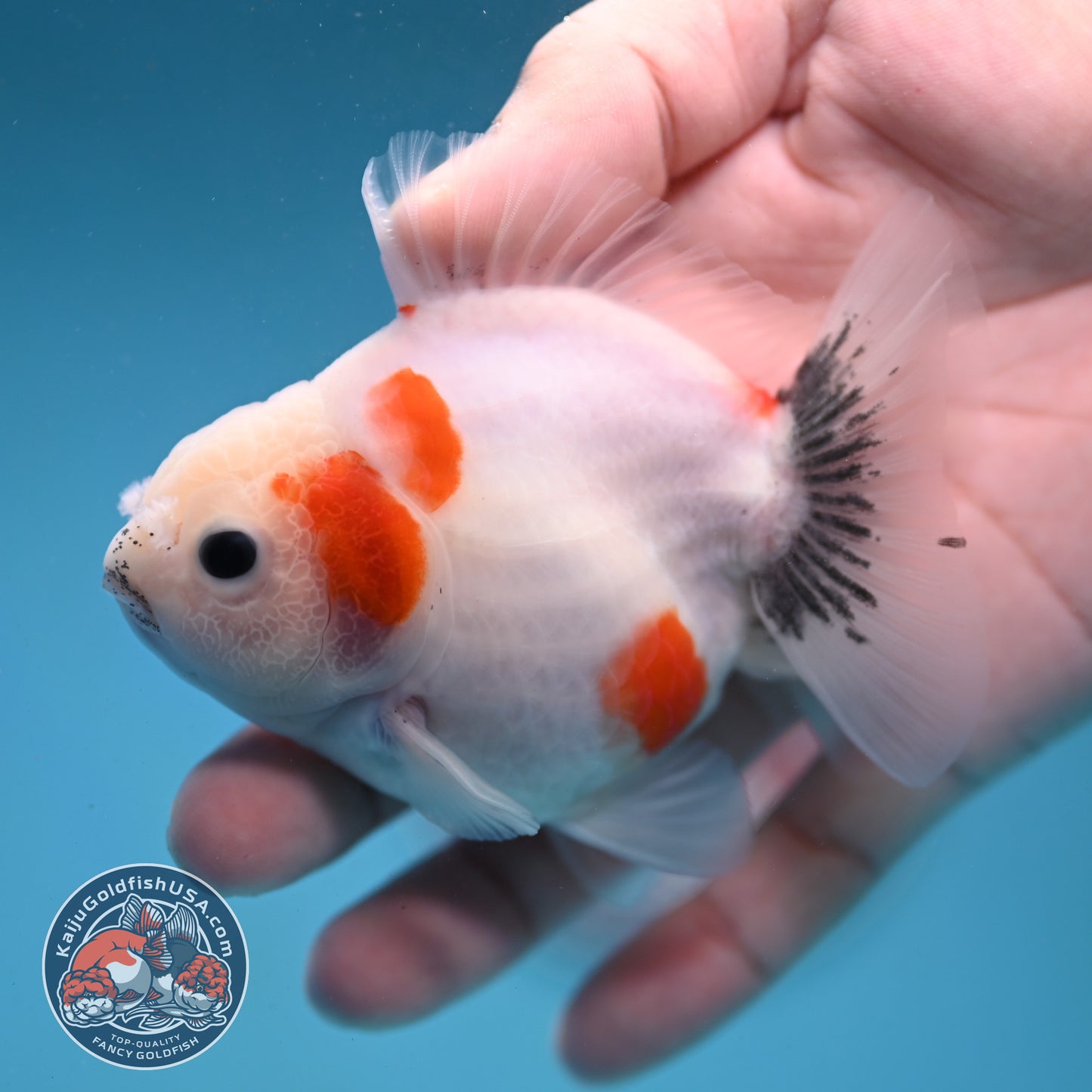 Shogun Sakura Oranda 3 inch Body (260123_OR11)
