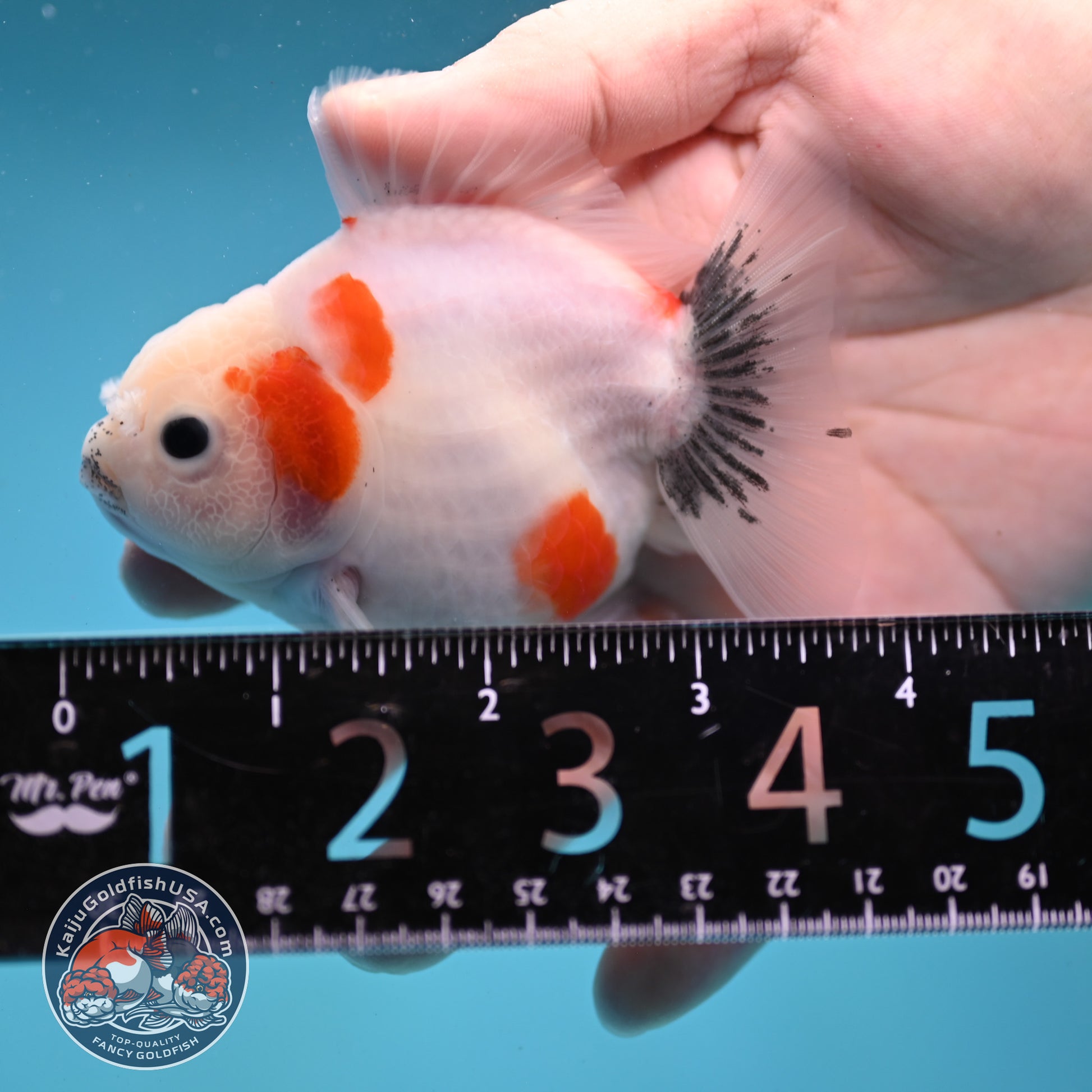 Shogun Sakura Oranda 3 inch Body (260123_OR11)
