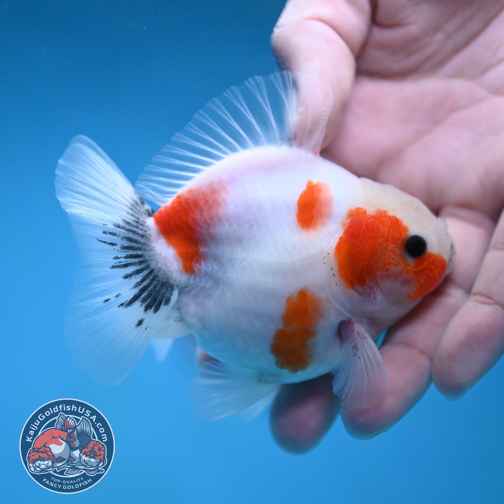 Shogun Sakura Oranda 3 inch Body (260123_OR11)