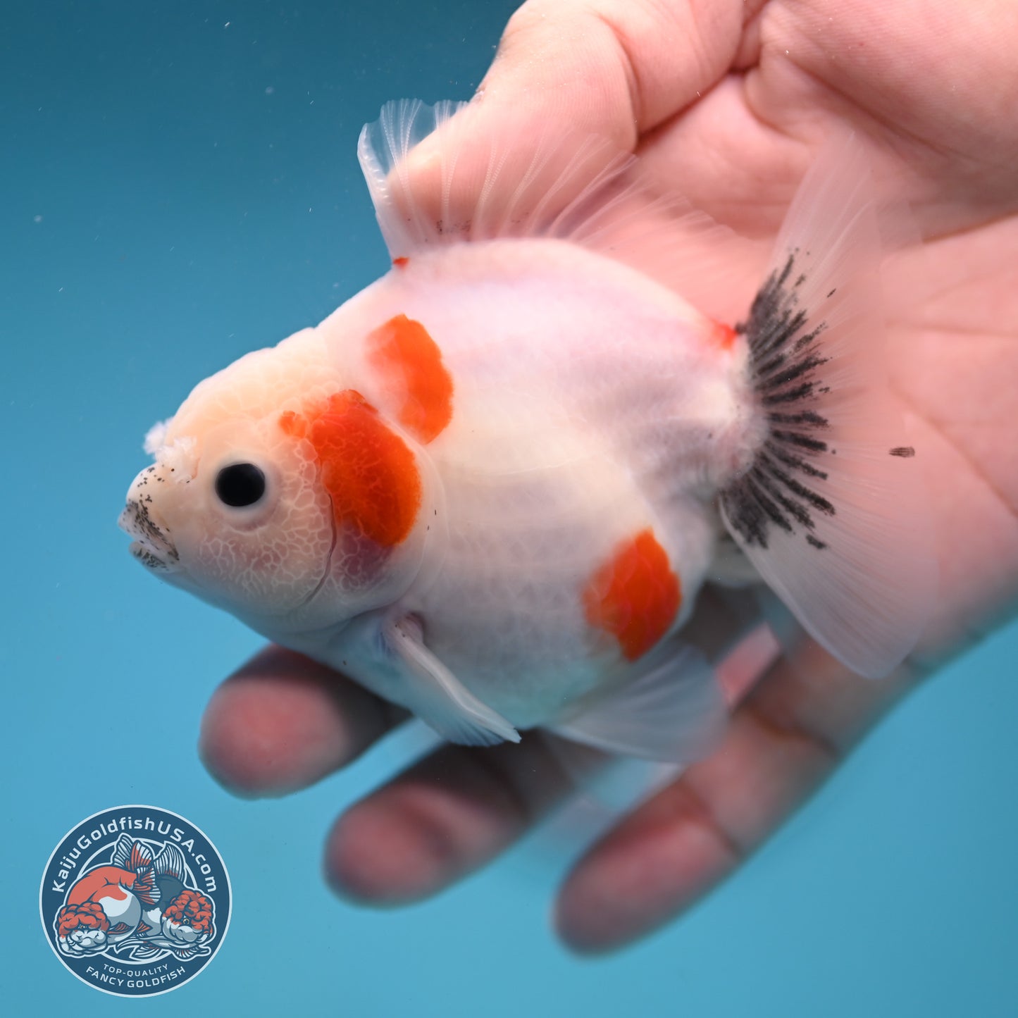 Shogun Sakura Oranda 3 inch Body (260123_OR11)