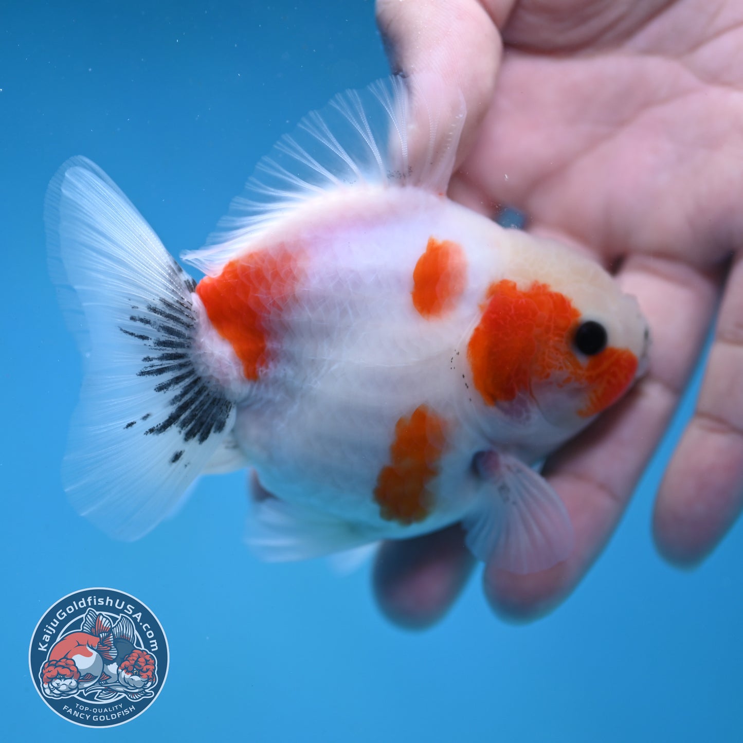 Shogun Sakura Oranda 3 inch Body (260123_OR11)