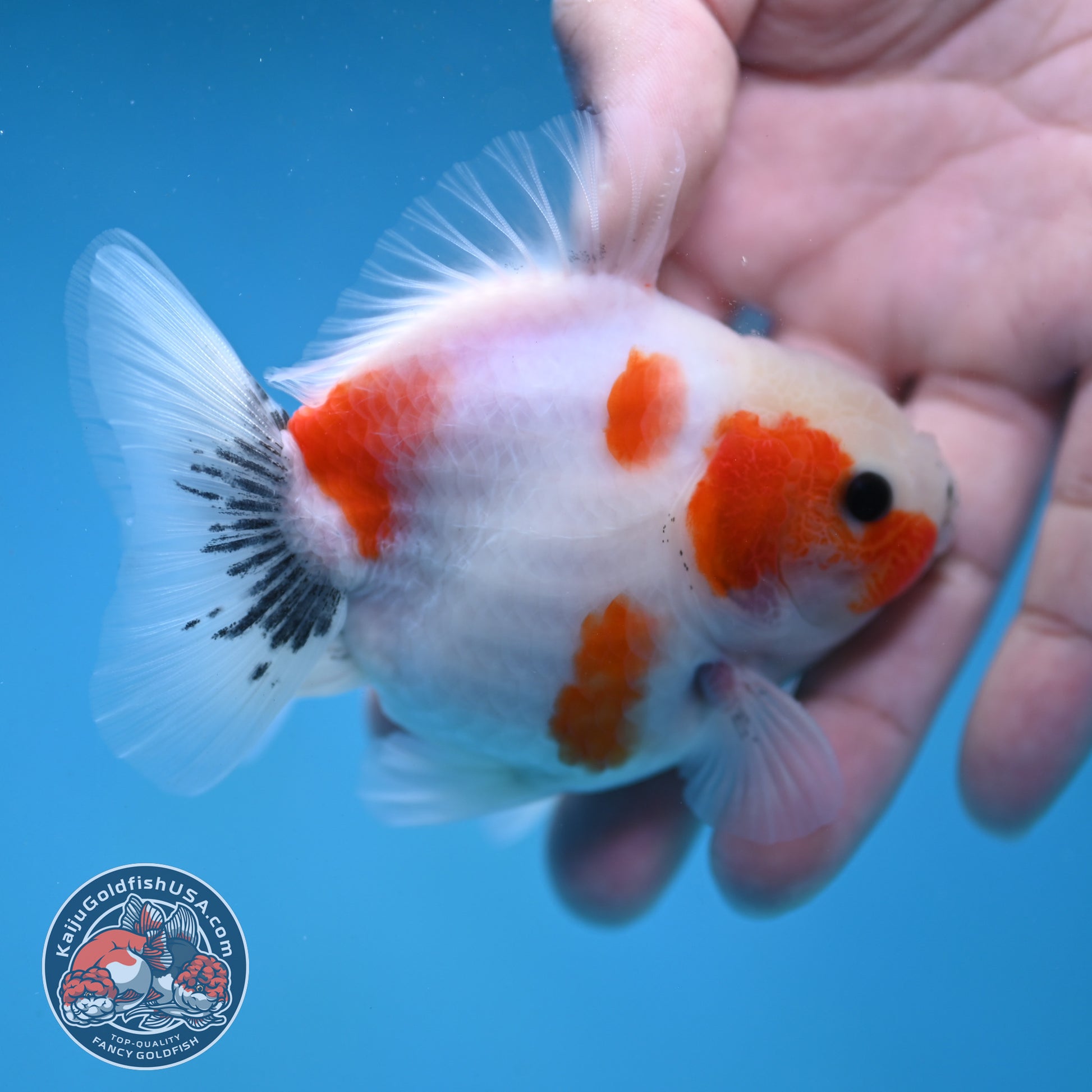 Shogun Sakura Oranda 3 inch Body (260123_OR11)