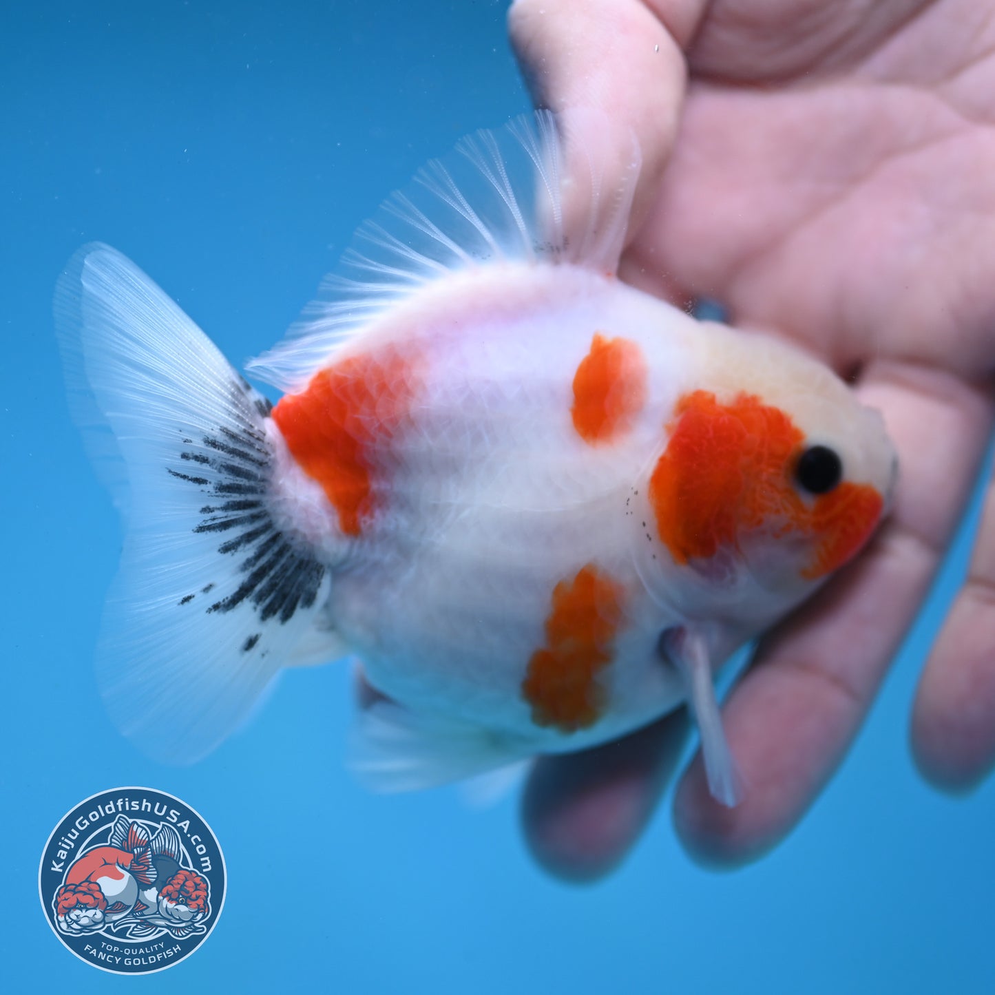 Shogun Sakura Oranda 3 inch Body (260123_OR11)