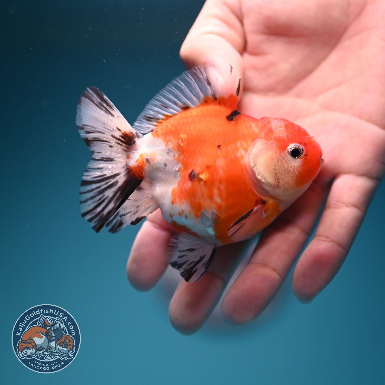 Shogun Sakura Oranda 3 inch Body (260724_OR04)