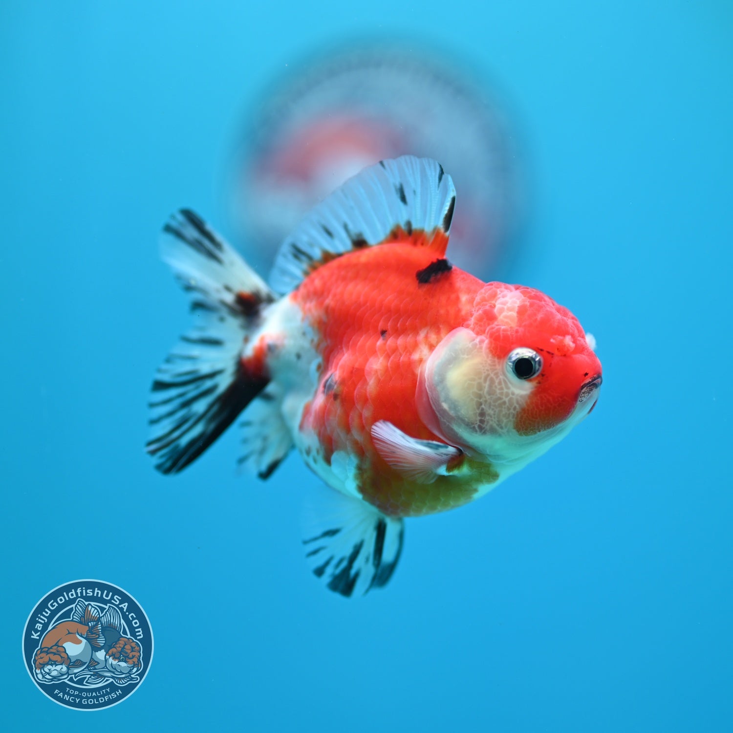 Shogun Sakura Oranda 3 inch Body (260724_OR04)