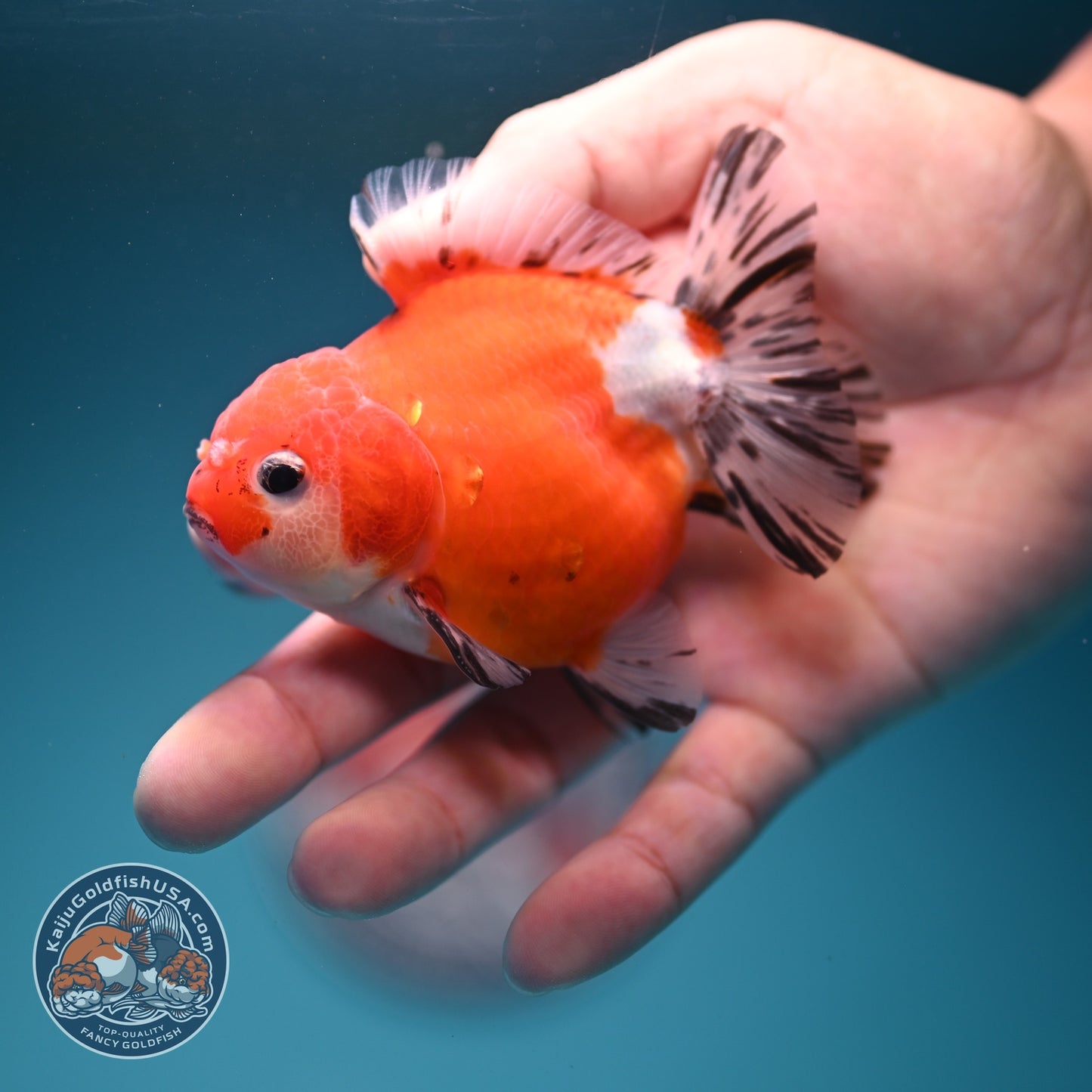 Shogun Sakura Oranda 3 inch Body (260724_OR04)
