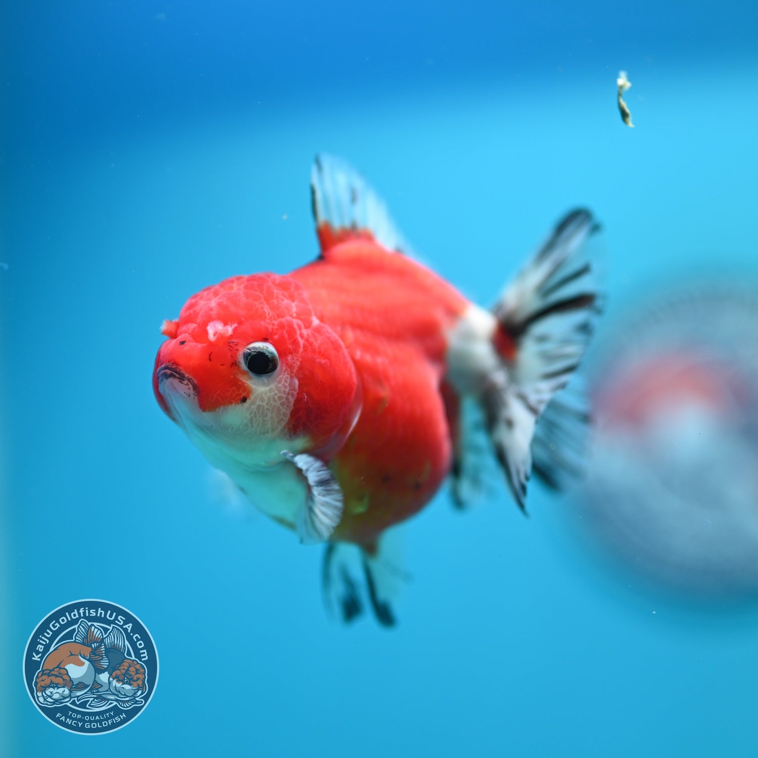 Shogun Sakura Oranda 3 inch Body (260724_OR04)
