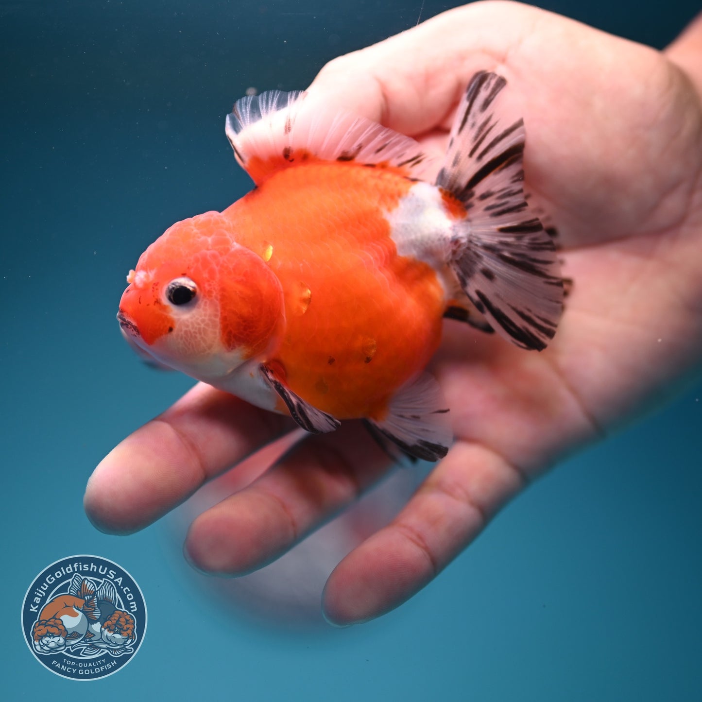 Shogun Sakura Oranda 3 inch Body (260724_OR04)
