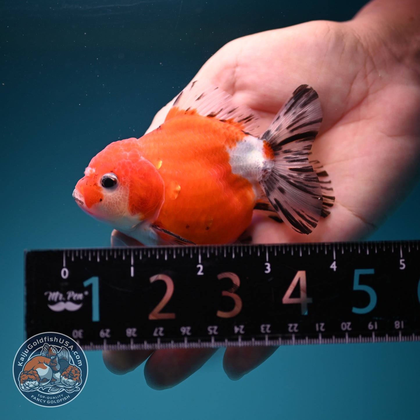 Shogun Sakura Oranda 3 inch Body (260724_OR04)