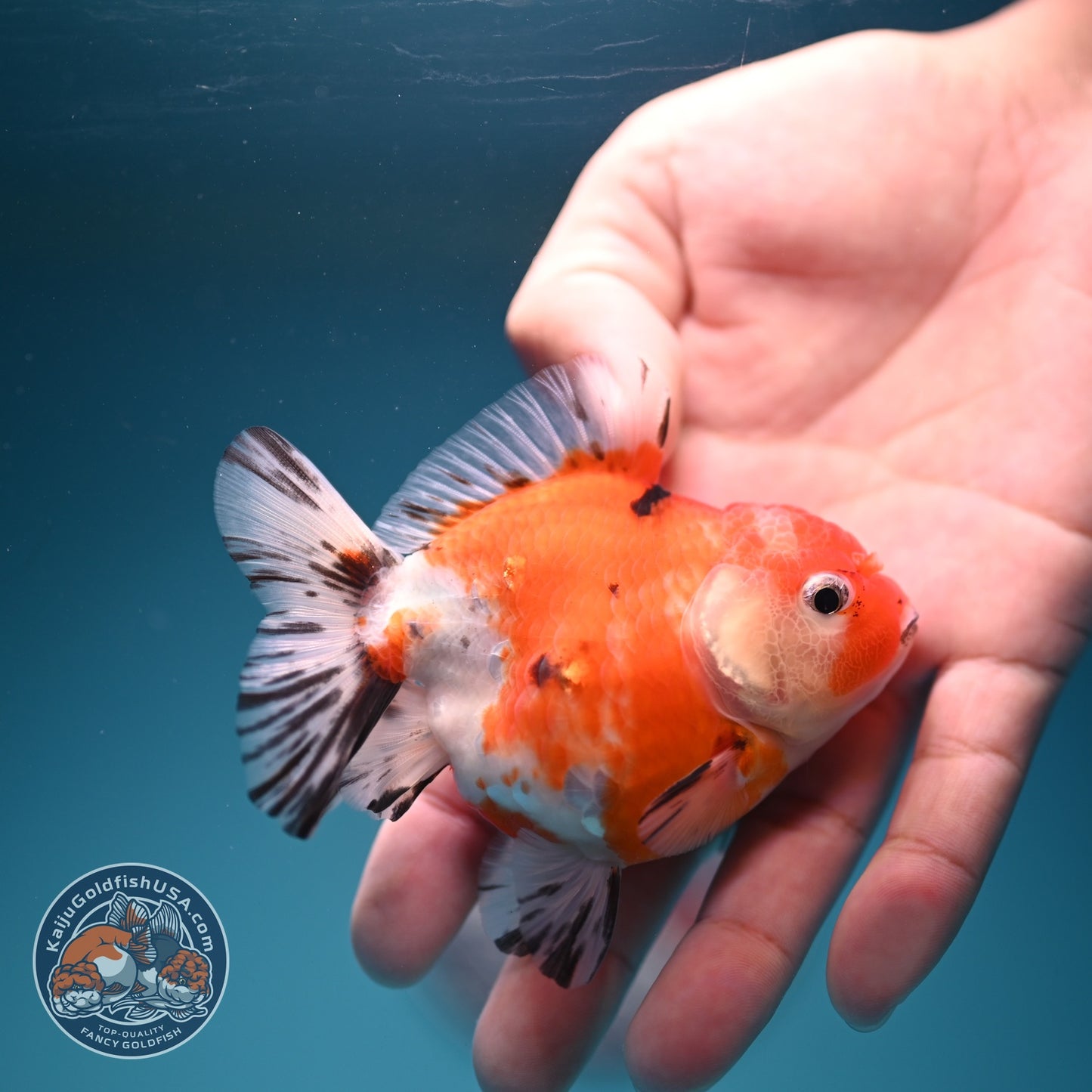 Shogun Sakura Oranda 3 inch Body (260724_OR04)