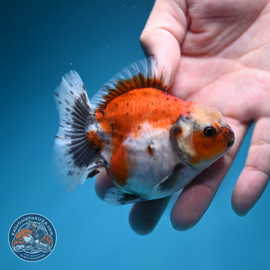Shogun Sakura Oranda 3 inch Body (260724_OR07)