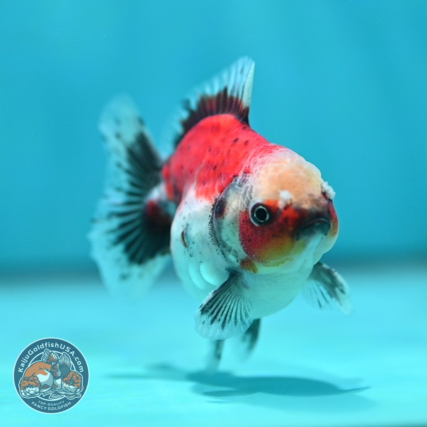 Shogun Sakura Oranda 3 inch Body (260724_OR07)