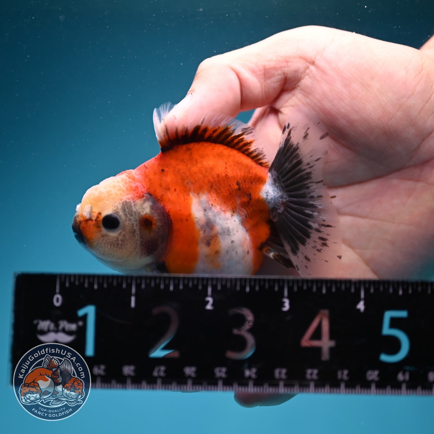 Shogun Sakura Oranda 3 inch Body (260724_OR07)