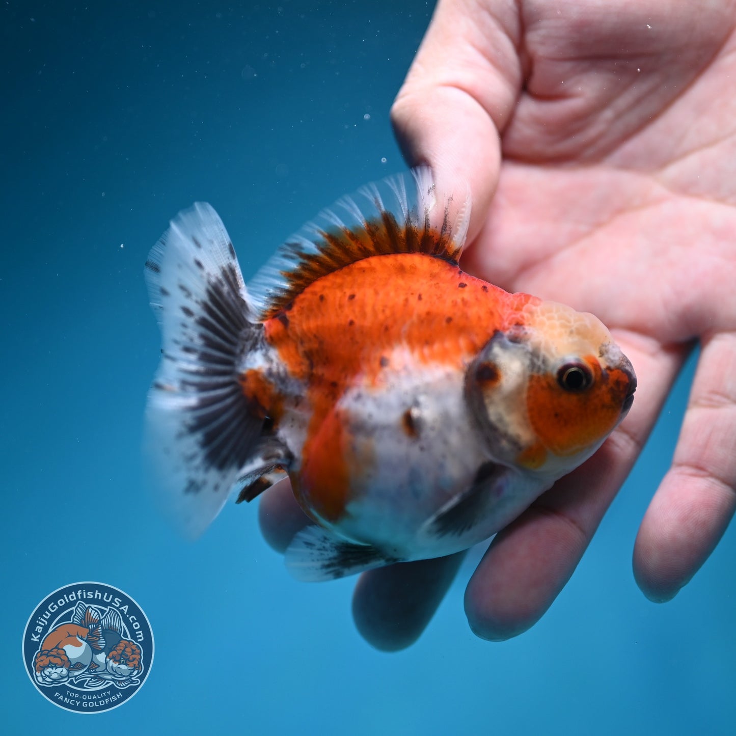Shogun Sakura Oranda 3 inch Body (260724_OR07)