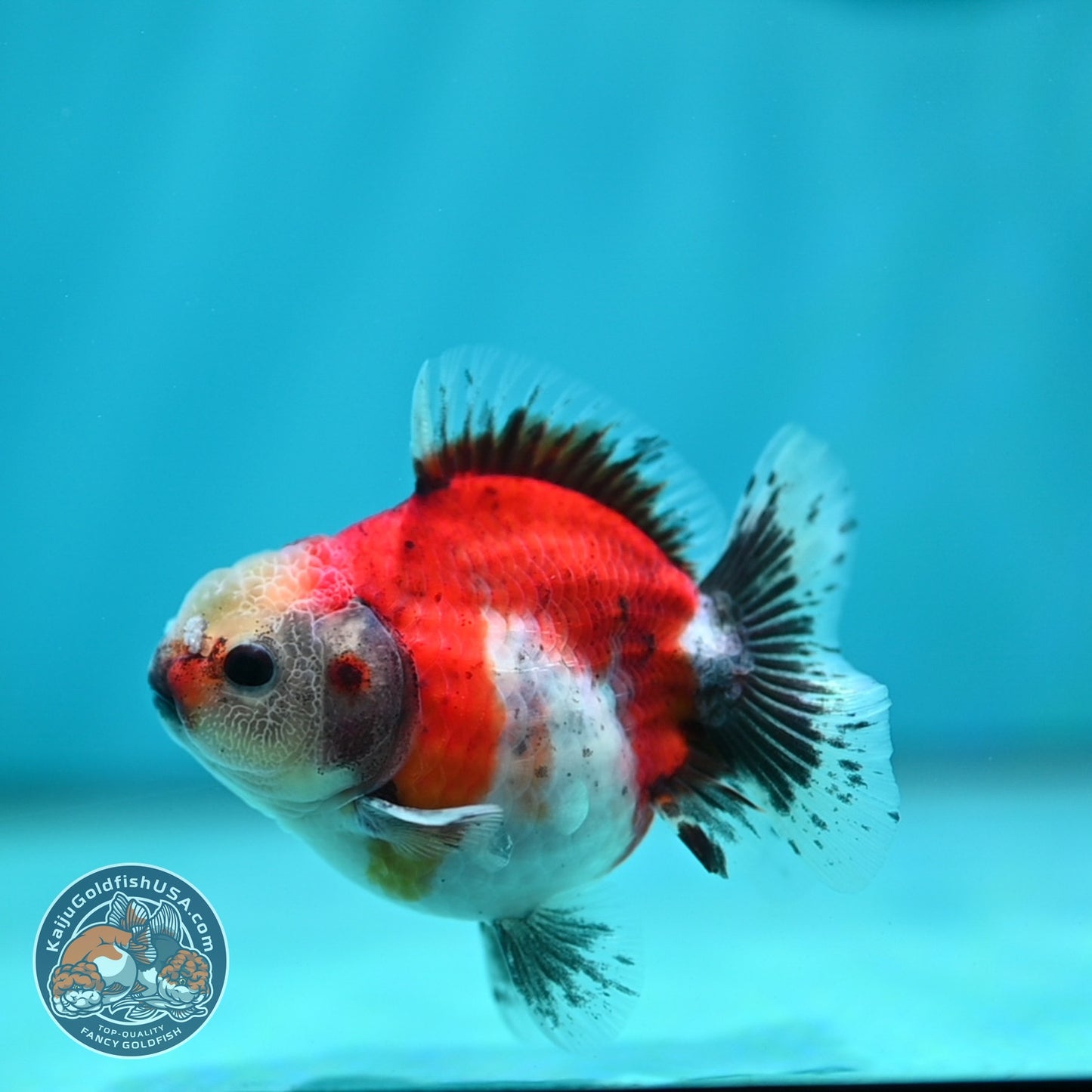 Shogun Sakura Oranda 3 inch Body (260724_OR07)