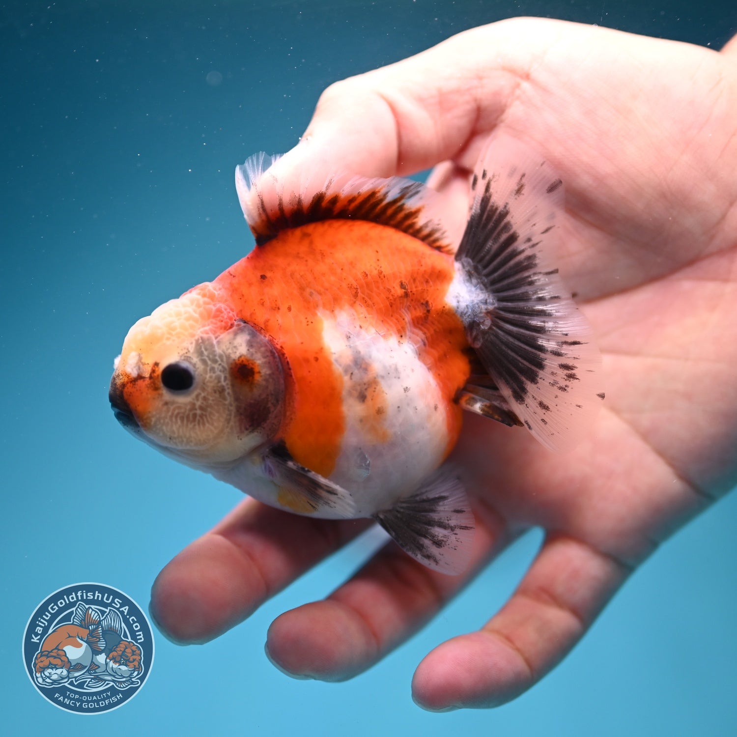 Shogun Sakura Oranda 3 inch Body (260724_OR07)