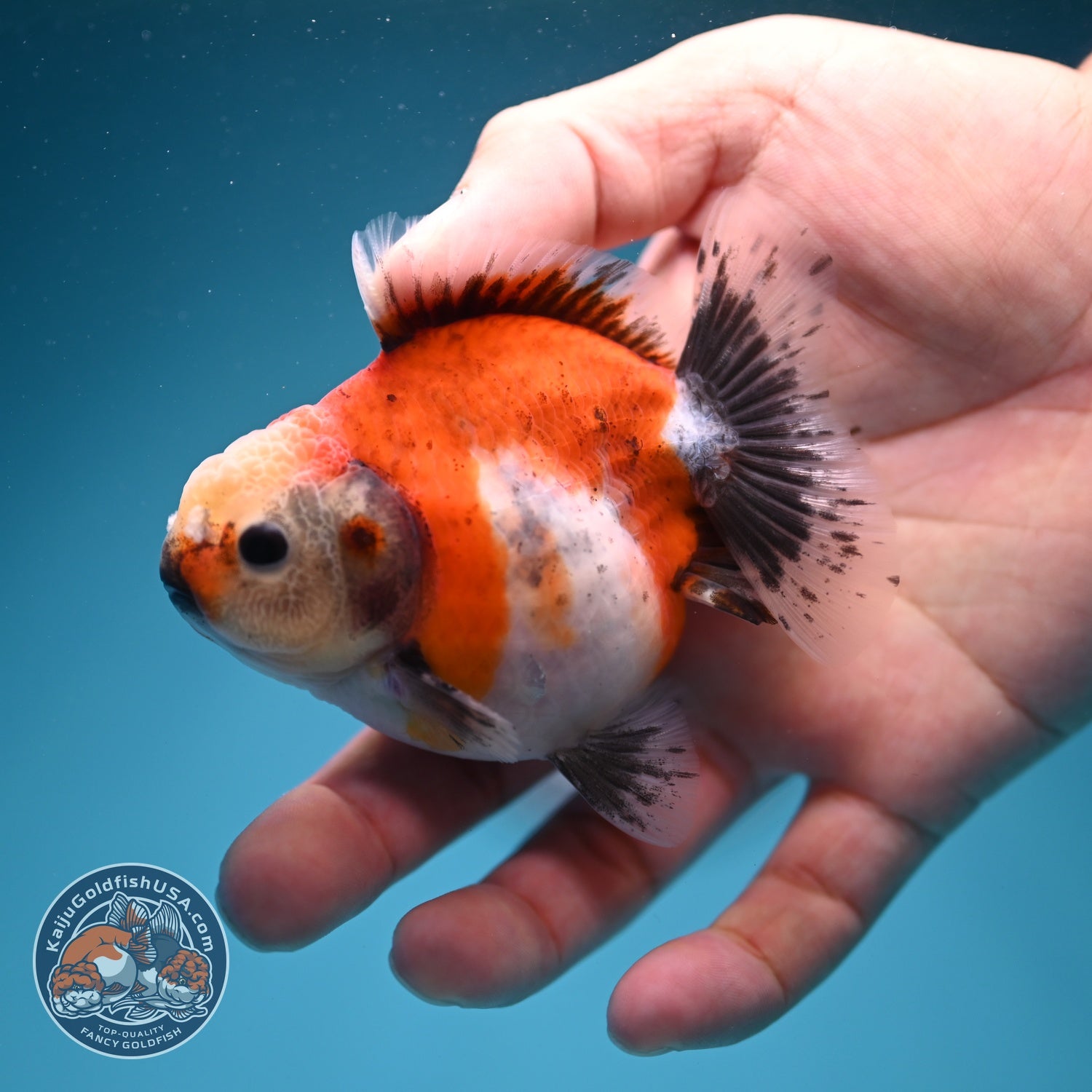 Shogun Sakura Oranda 3 inch Body (260724_OR07)