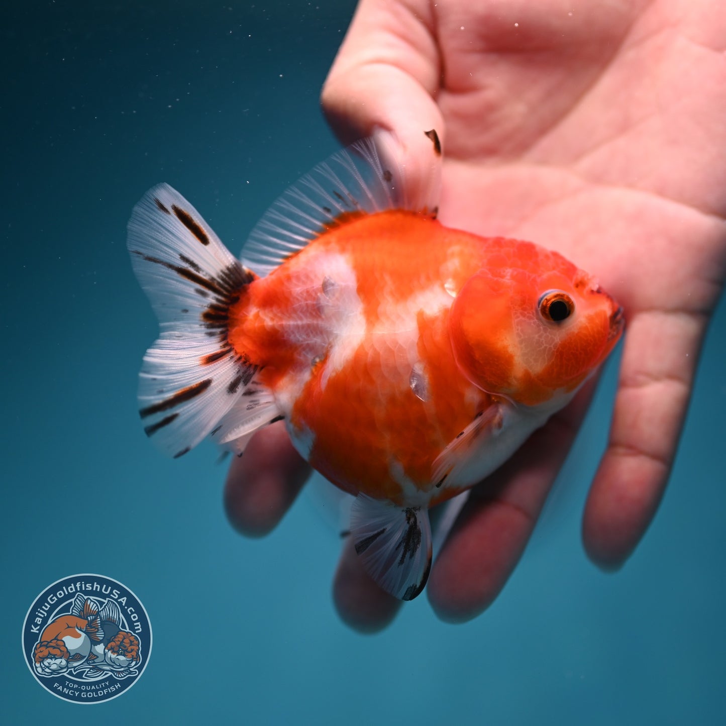 Shogun Sakura Oranda 3 inch Body (260724_OR09)