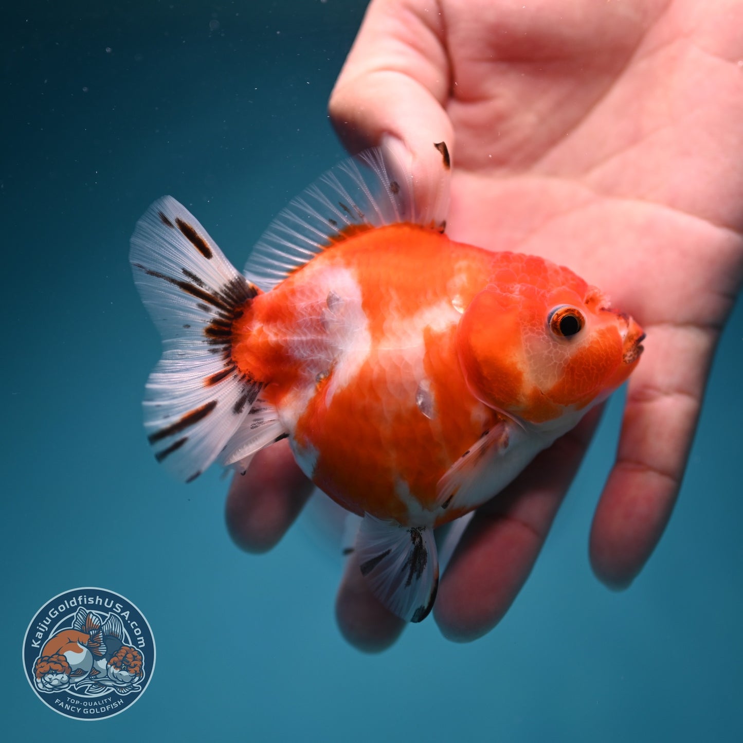 Shogun Sakura Oranda 3 inch Body (260724_OR09)