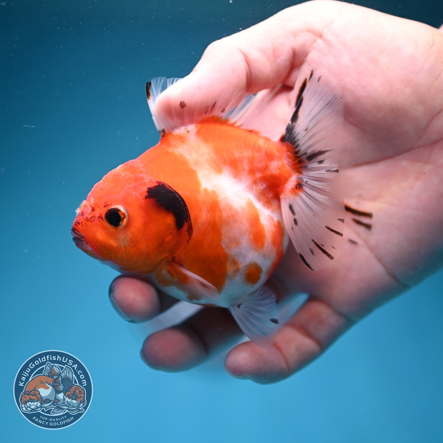 Shogun Sakura Oranda 3 inch Body (260724_OR09)