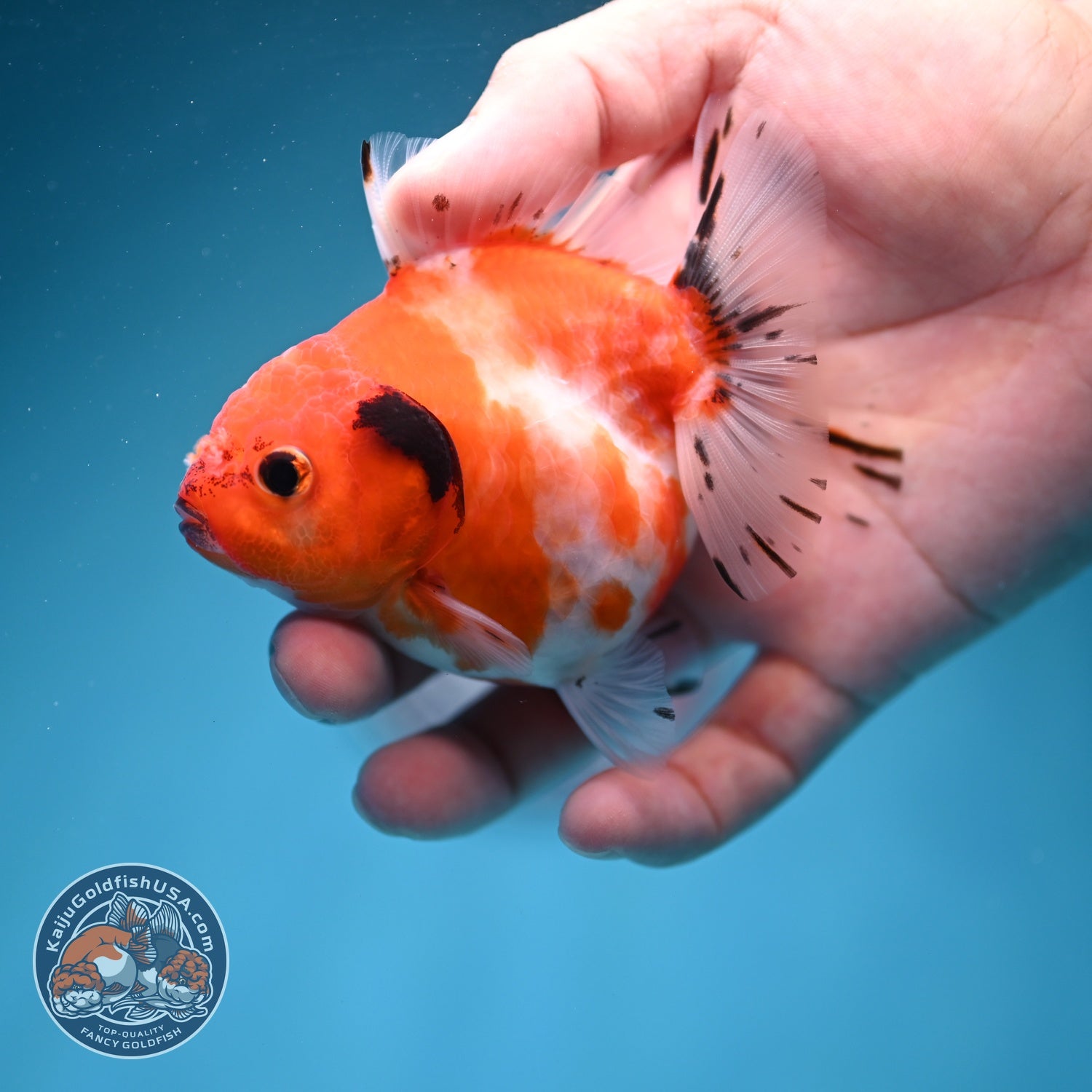 Shogun Sakura Oranda 3 inch Body (260724_OR09)