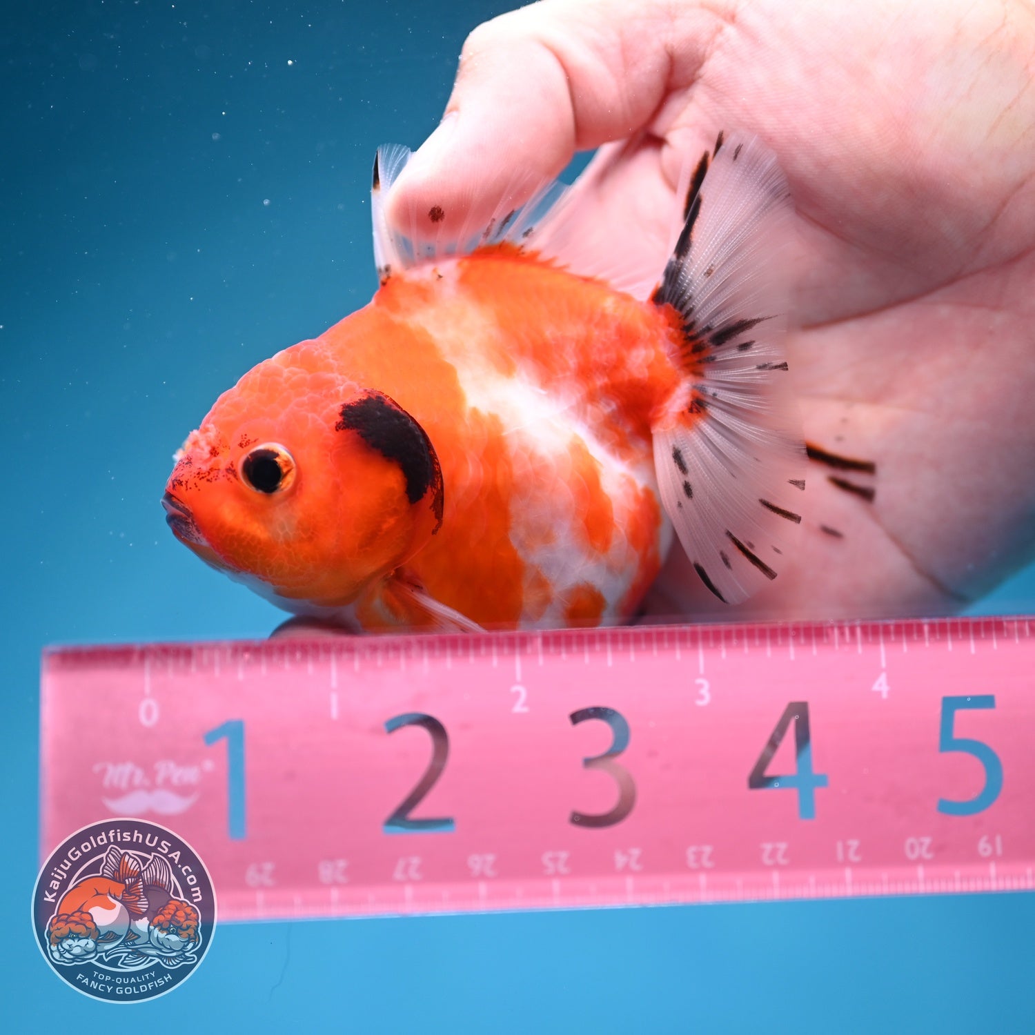 Shogun Sakura Oranda 3 inch Body (260724_OR09)