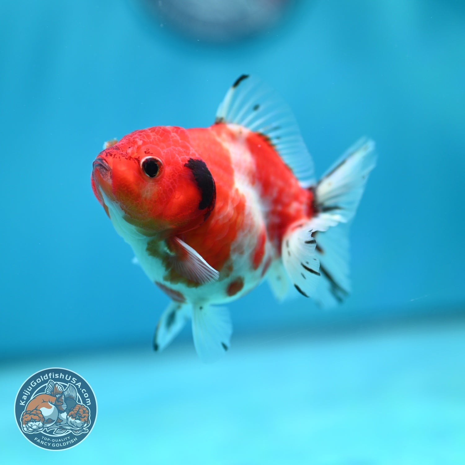 Shogun Sakura Oranda 3 inch Body (260724_OR09)