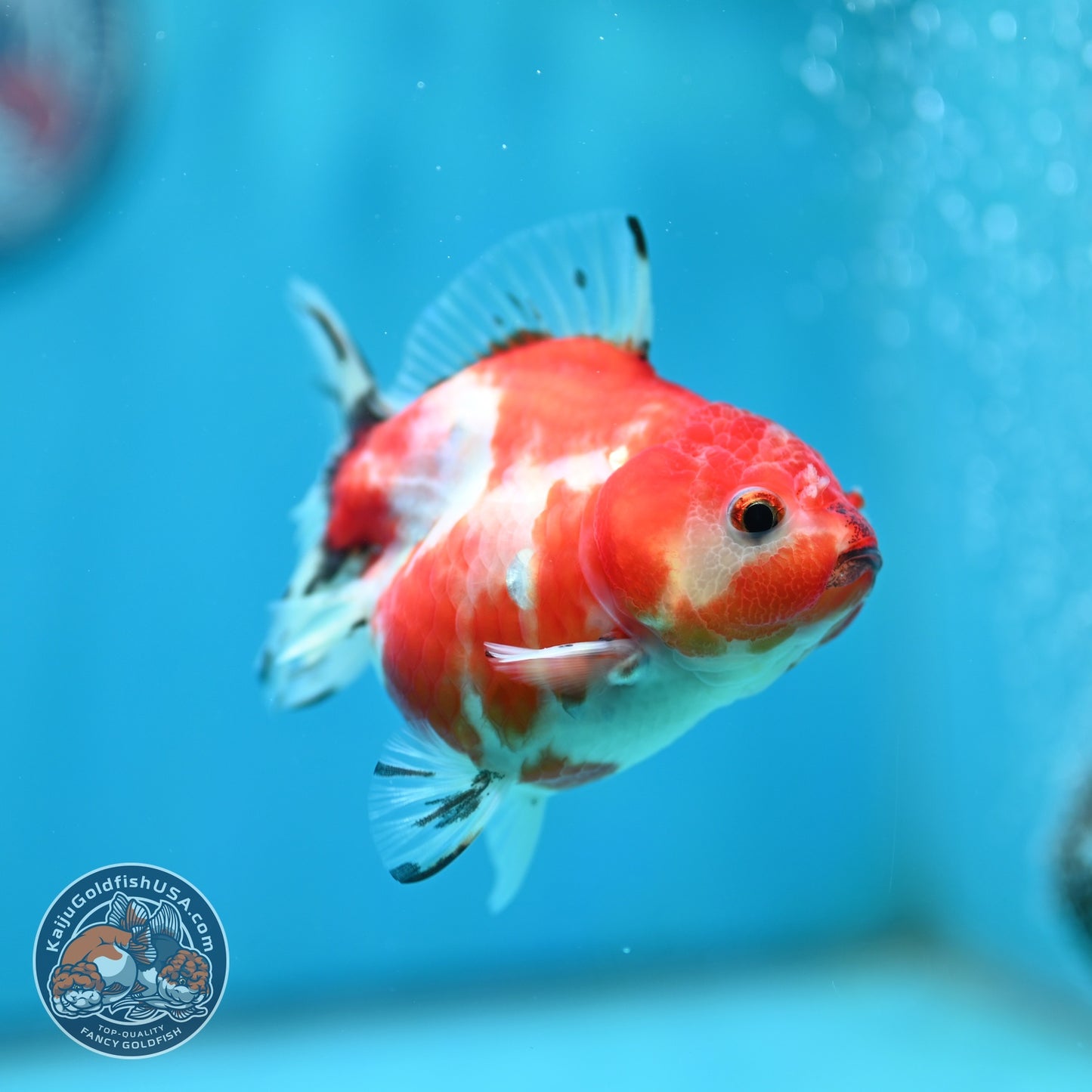 Shogun Sakura Oranda 3 inch Body (260724_OR09)