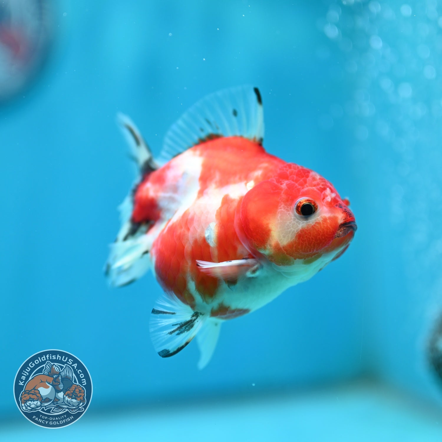 Shogun Sakura Oranda 3 inch Body (260724_OR09)