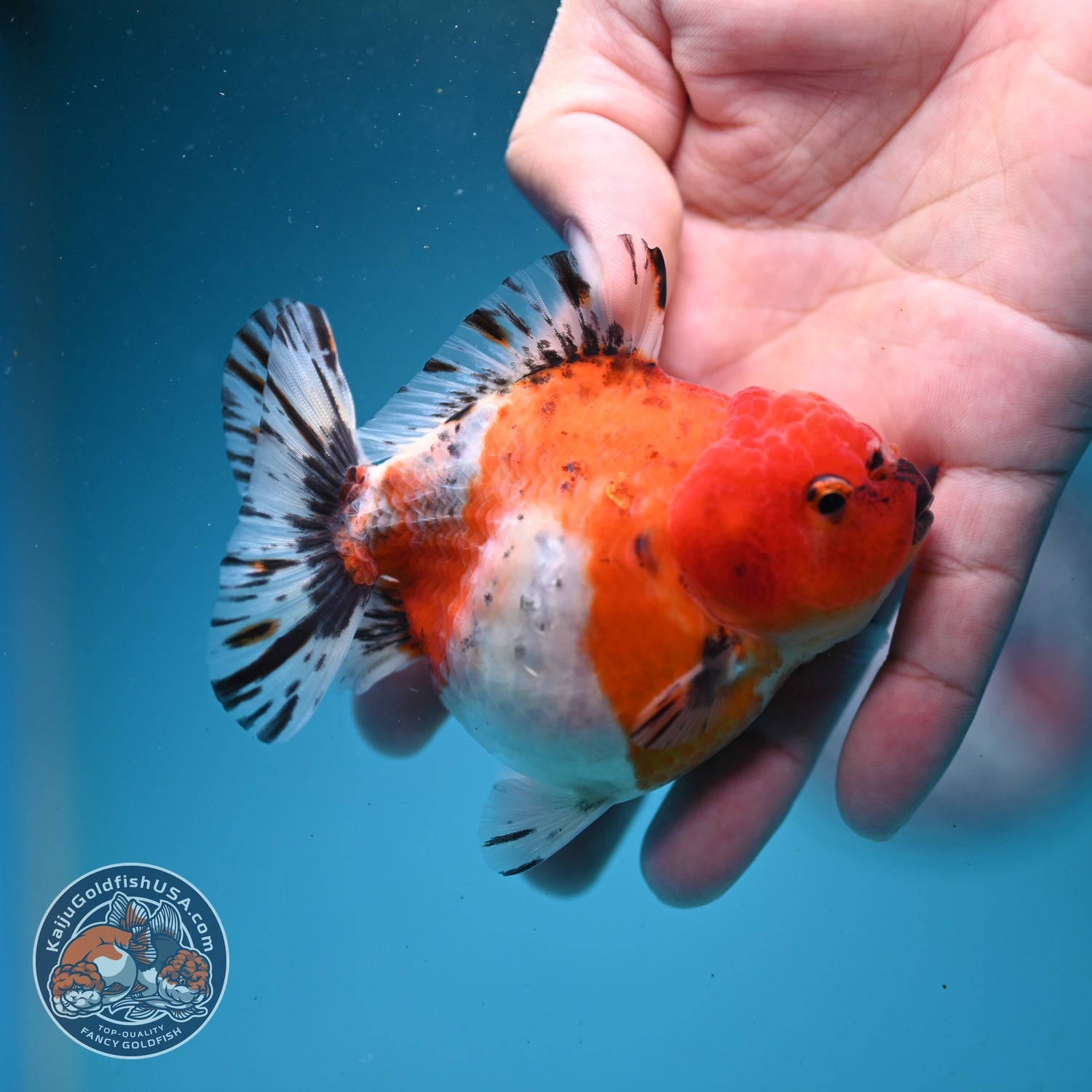 Shogun Sakura Oranda 3" inch Body (260814_OR08)