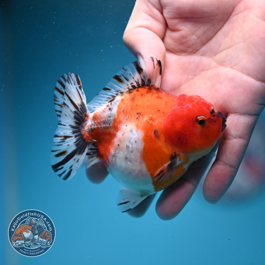 Shogun Sakura Oranda 3" inch Body (260814_OR08)