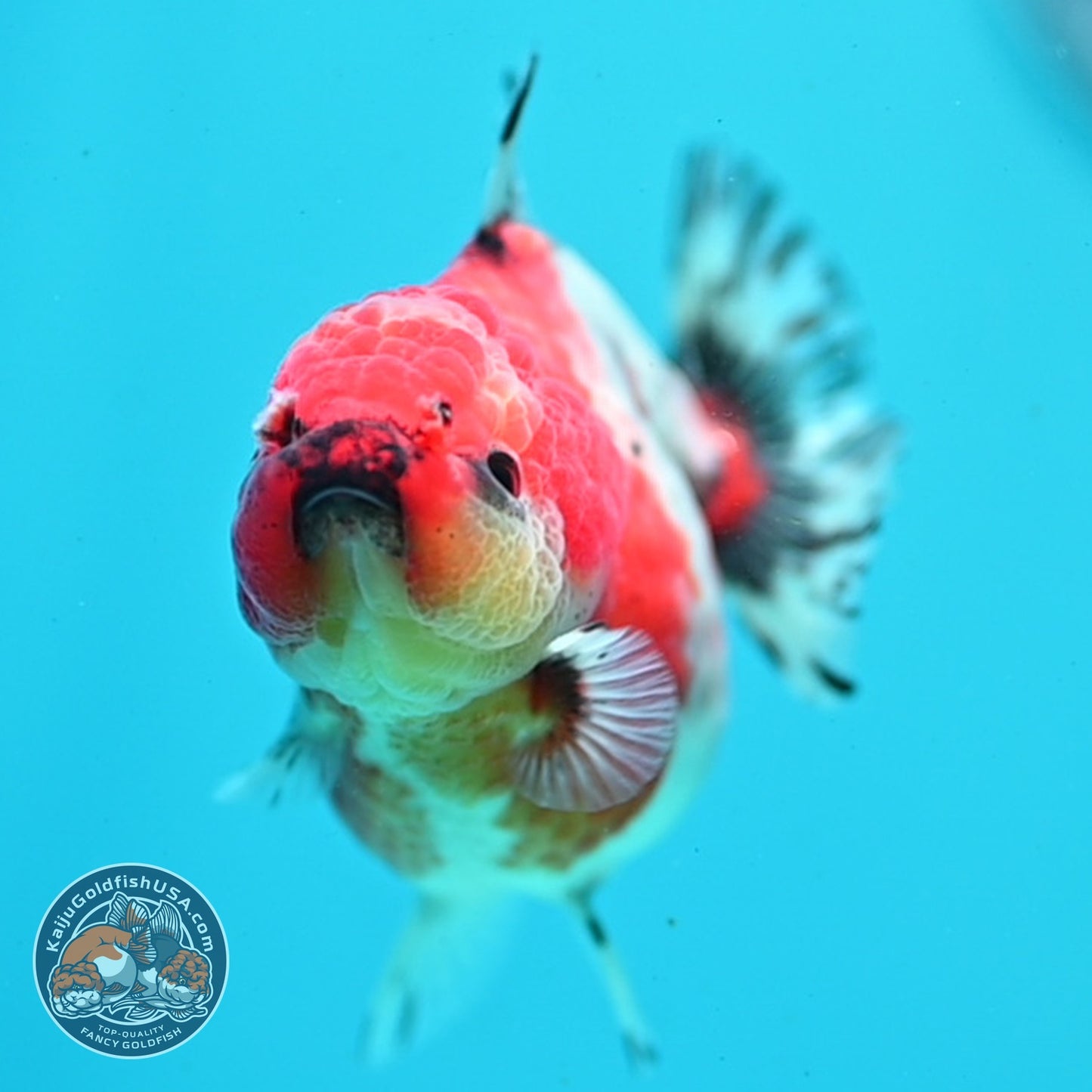 Shogun Sakura Oranda 3" inch Body (260814_OR08)