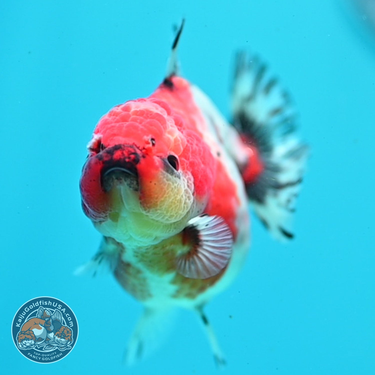 Shogun Sakura Oranda 3" inch Body (260814_OR08)