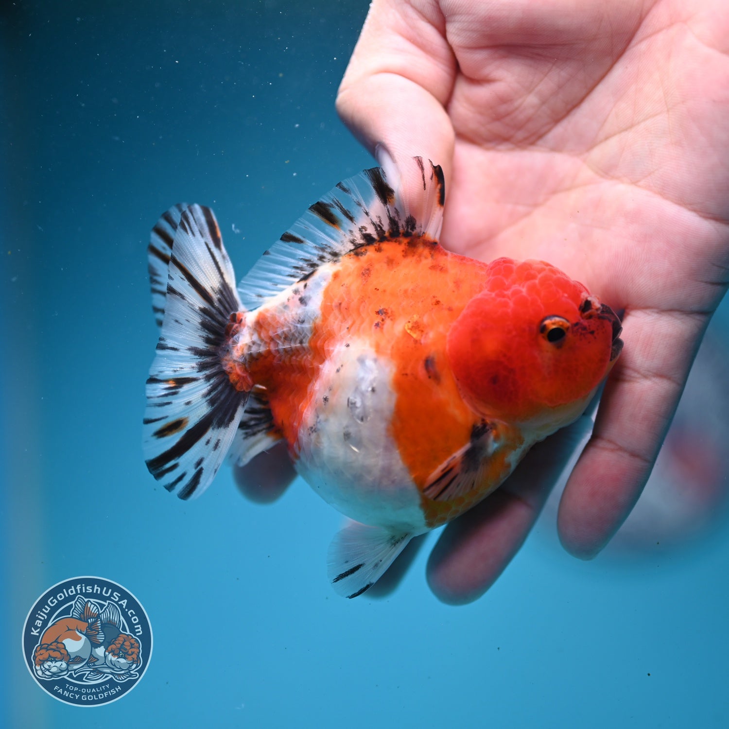 Shogun Sakura Oranda 3" inch Body (260814_OR08)